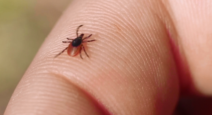 Lyme Disease & Other Diseases Carried By Ticks